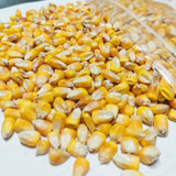 10 kg Whole Yellow Dent Corn